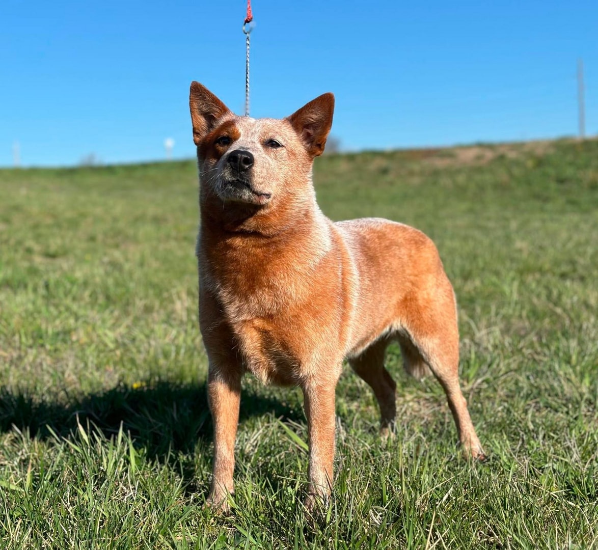 Keys — AKC GCh Fullmoon's Girl On Fire At TLC