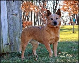Zoey — AKC CH Zoey