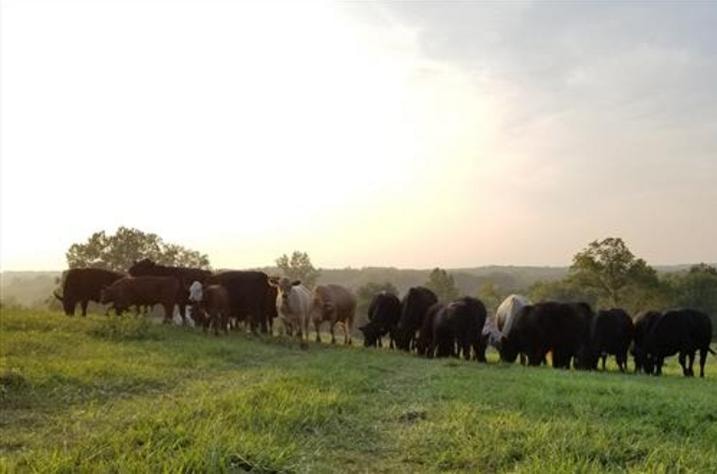 Pastoral farm landscape with cattle grazing at golden hour